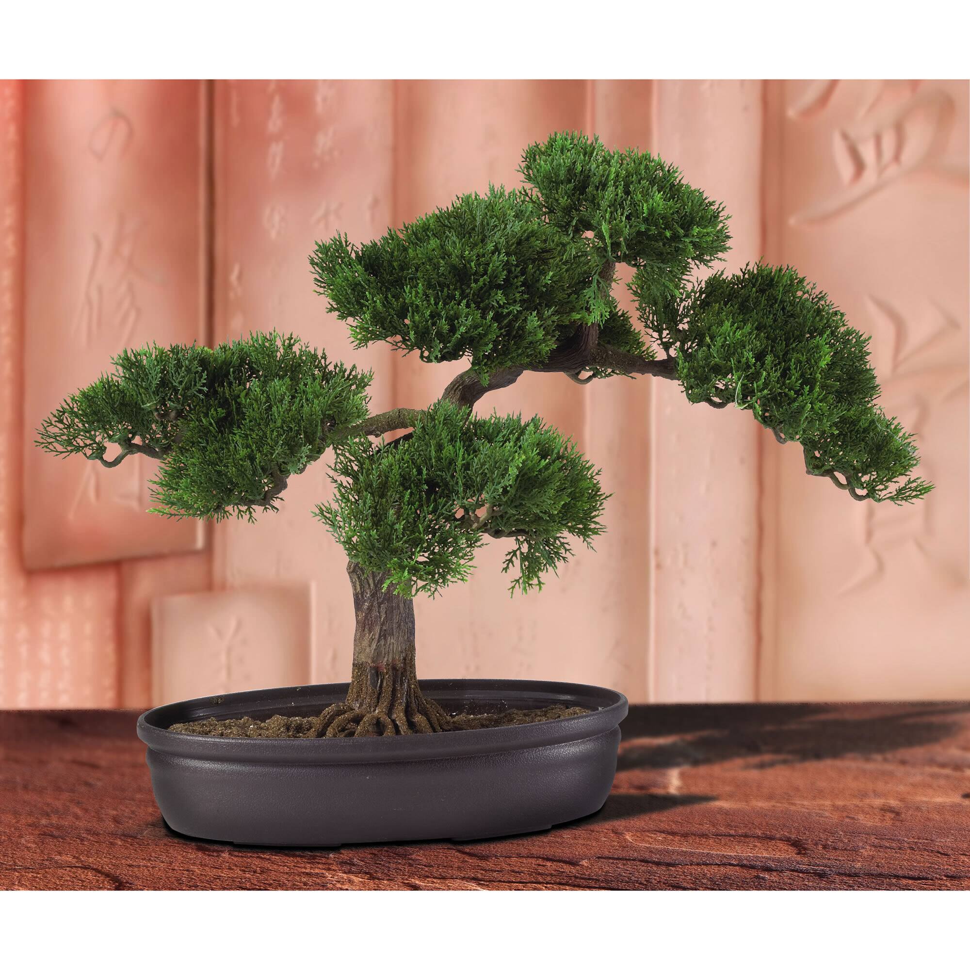 16" Potted Cedar Bonsai Plant